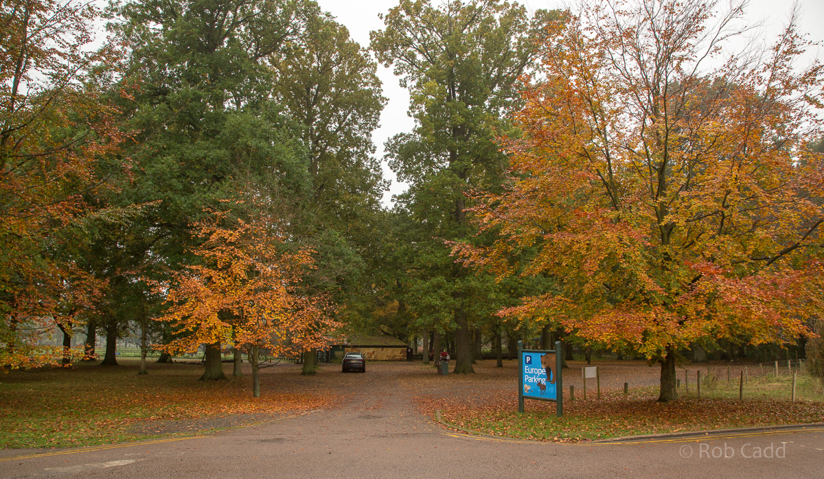 'Europe' parking area : Whipsnade : 04 Nov 2016