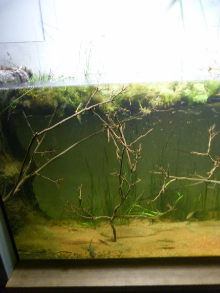 Europe; Ribbed newt terrarium