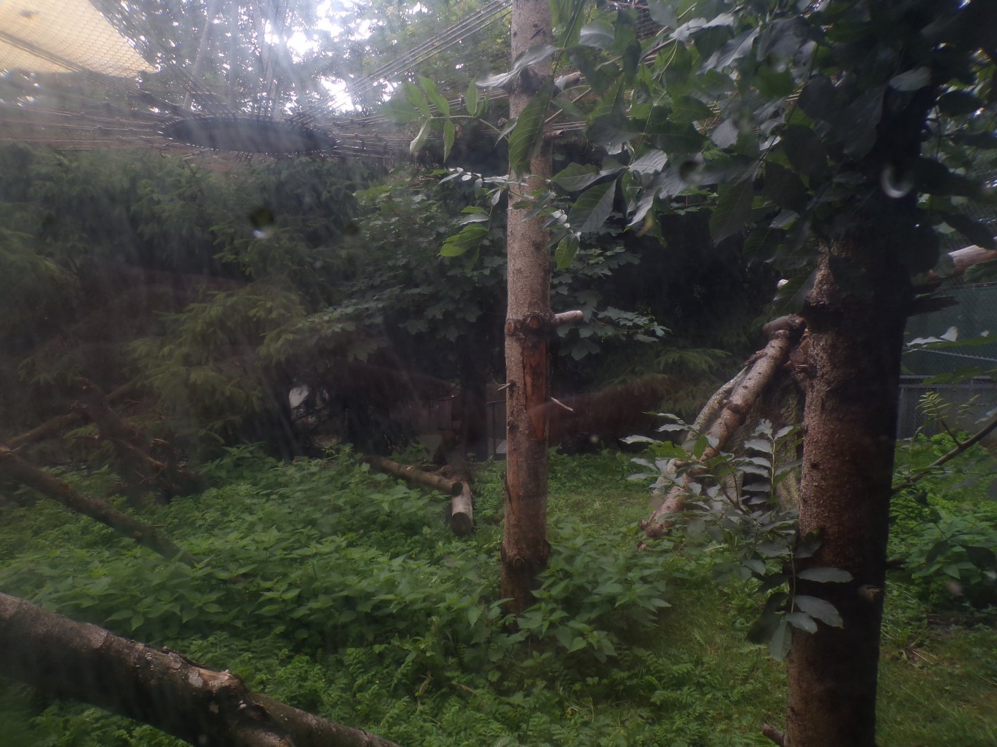 Europeam wildcat enclosure 9.7.25