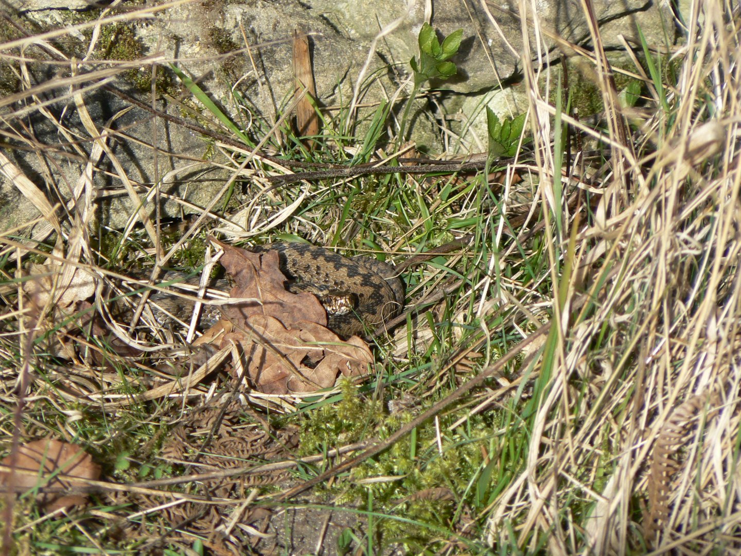 European Adder - 26 March 2017, Ellerburn Bank