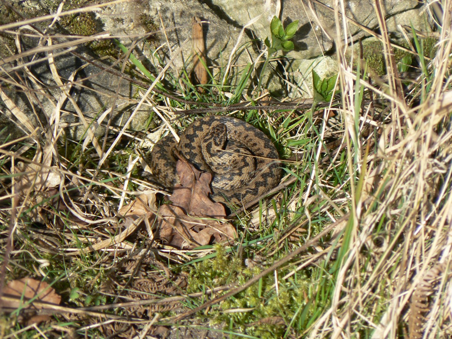 European Adder - 26 March 2017, Ellerburn Bank