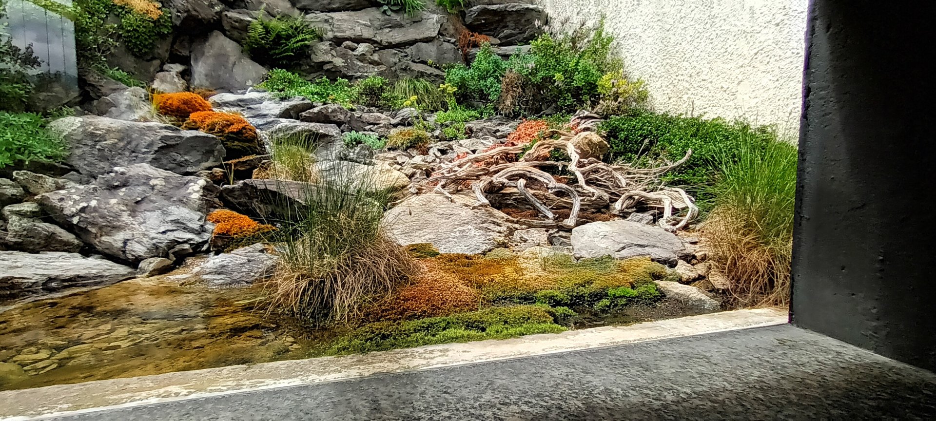 European Adder Habitat