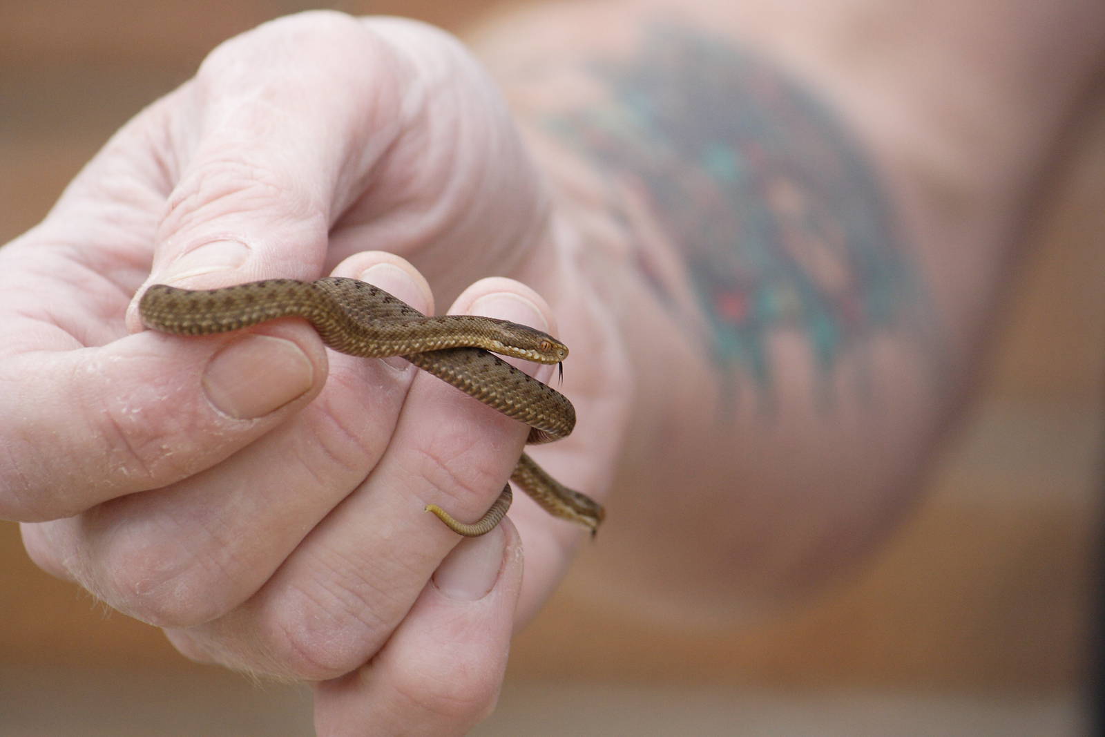 European adder hatchiling