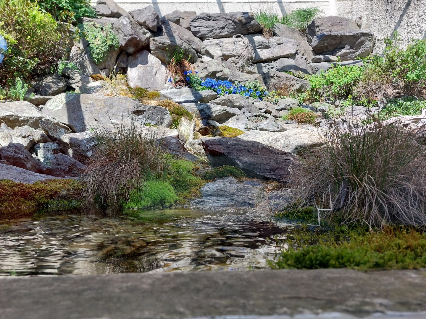 European adder terrarium