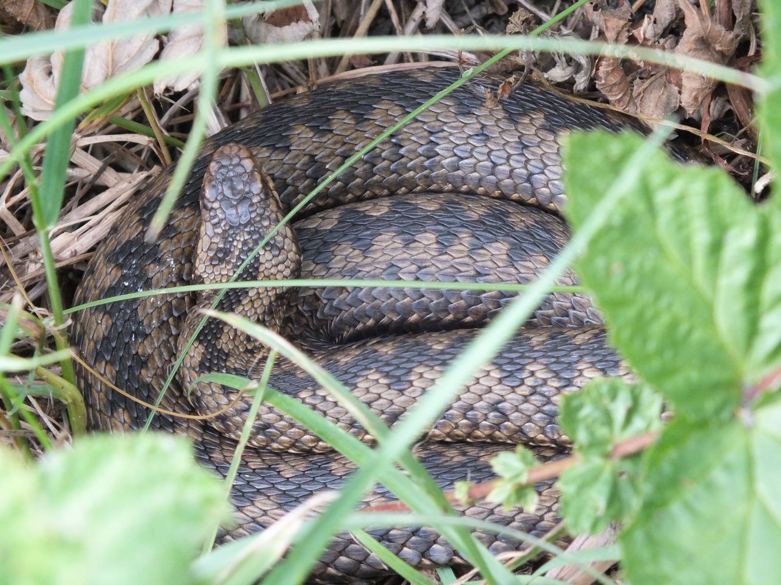 European Adder (Vipera berus berus) on the Pennine Way, Northumberland - Ju