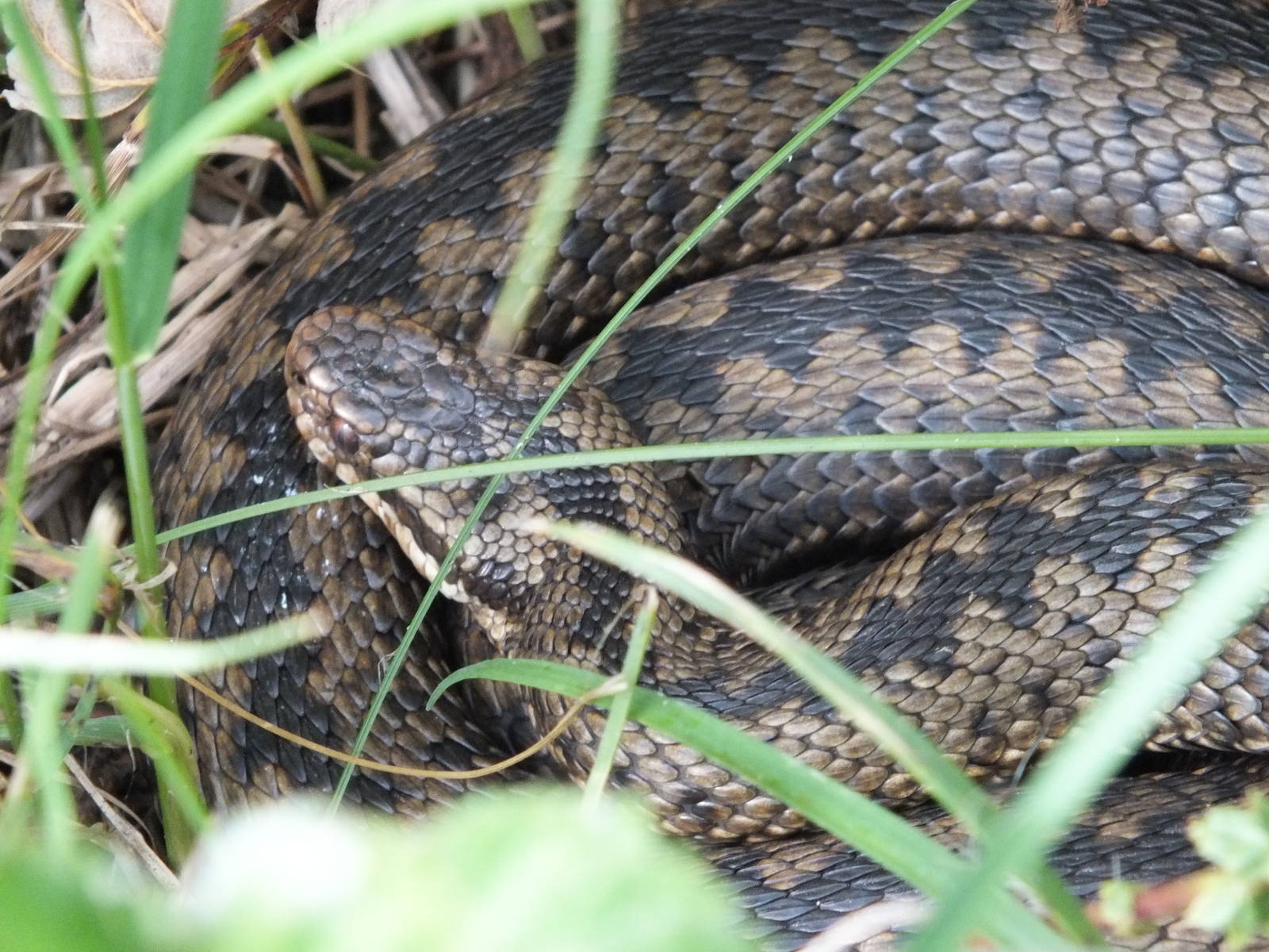 European Adder (Vipera berus berus) on the Pennine Way, Northumberland - Ju
