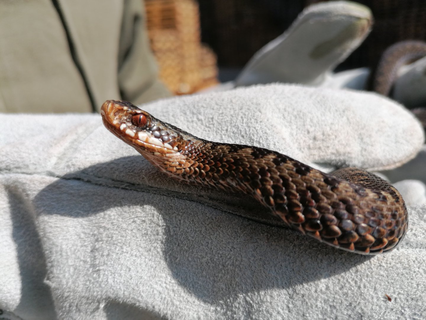 European adder (Vipera berus)