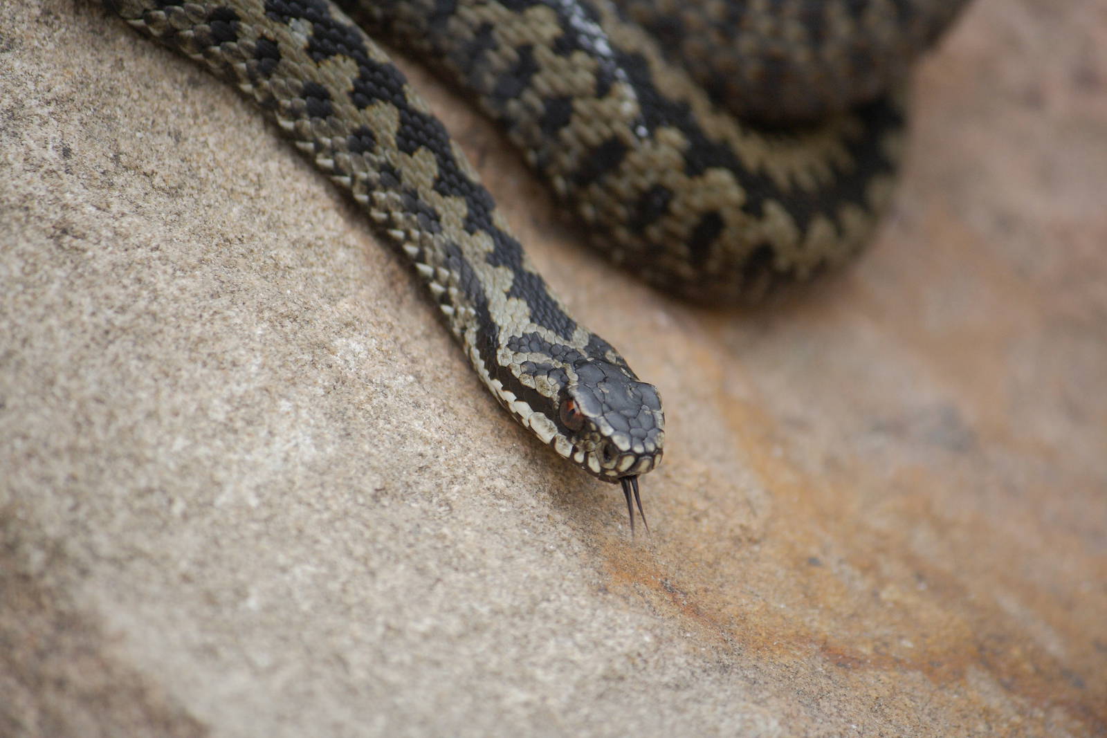 European adder