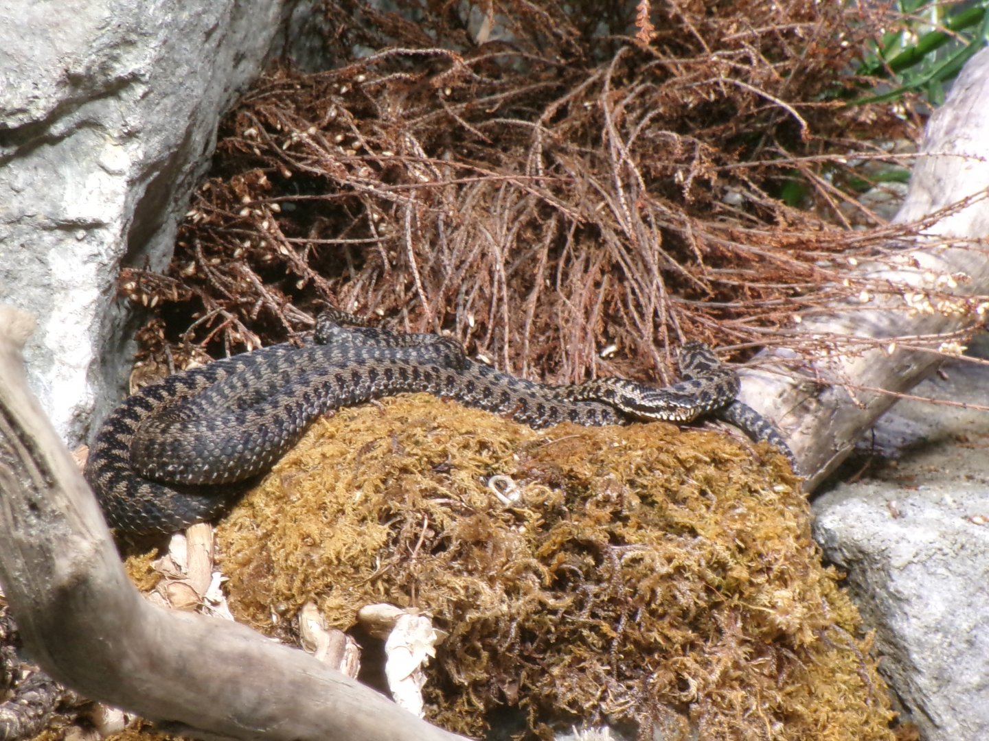 European adder