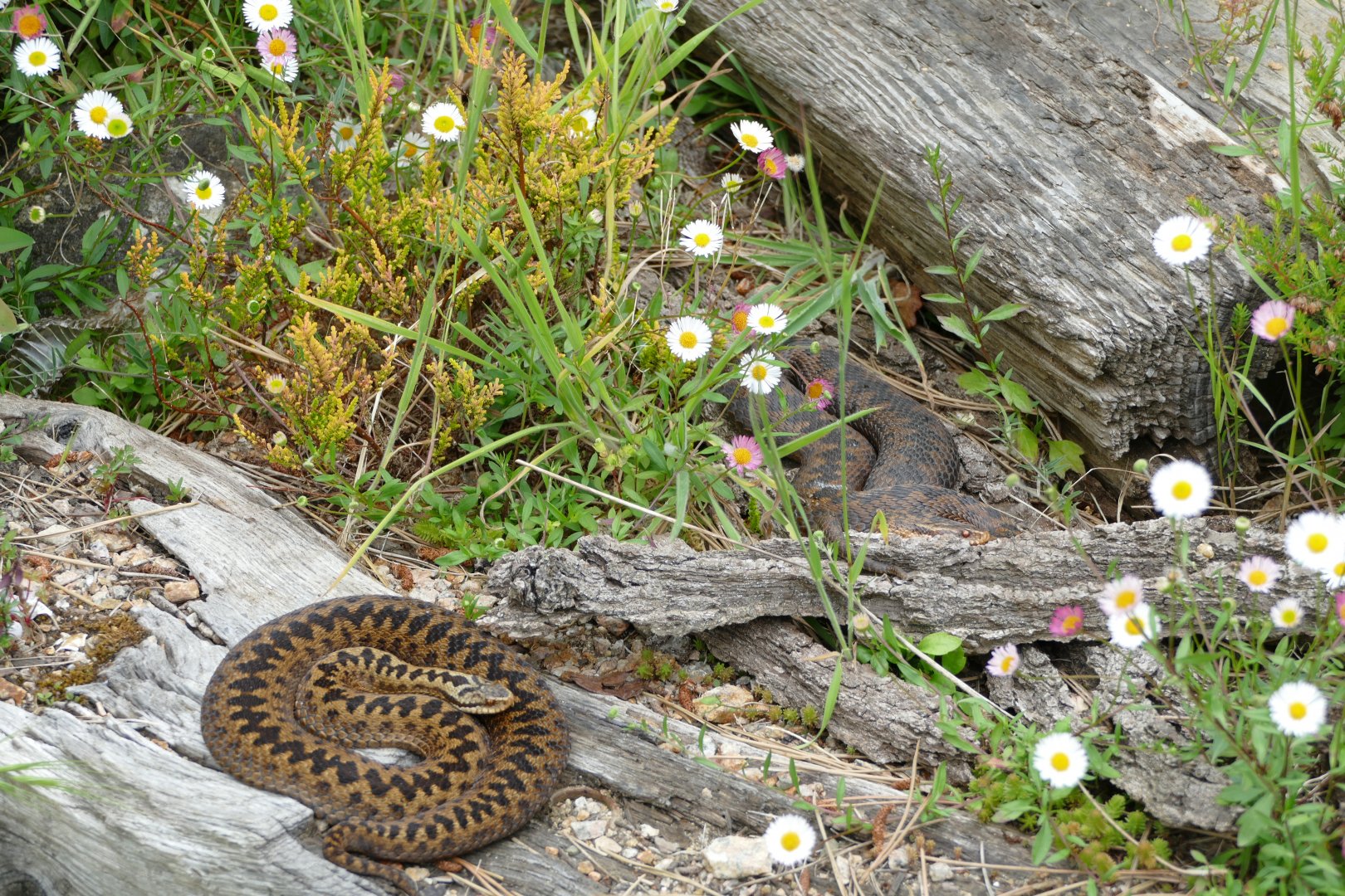 European adders, June 2018