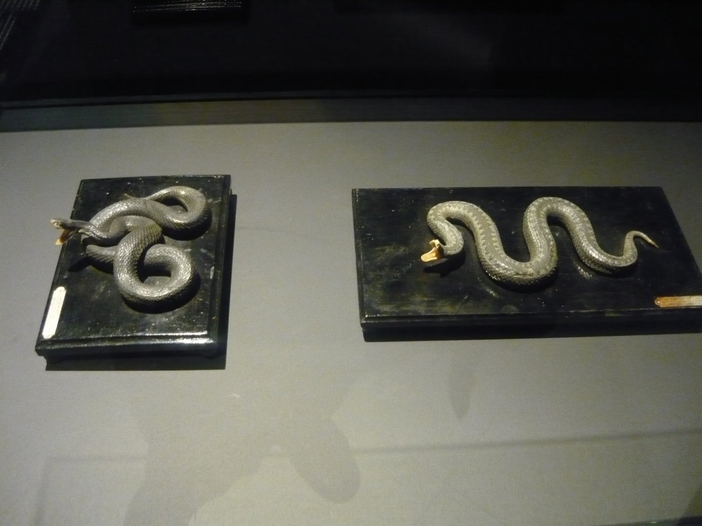 European adders