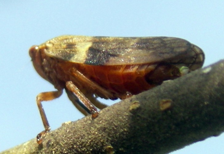 European Alder Spittle Bug (Aphrophora alni)