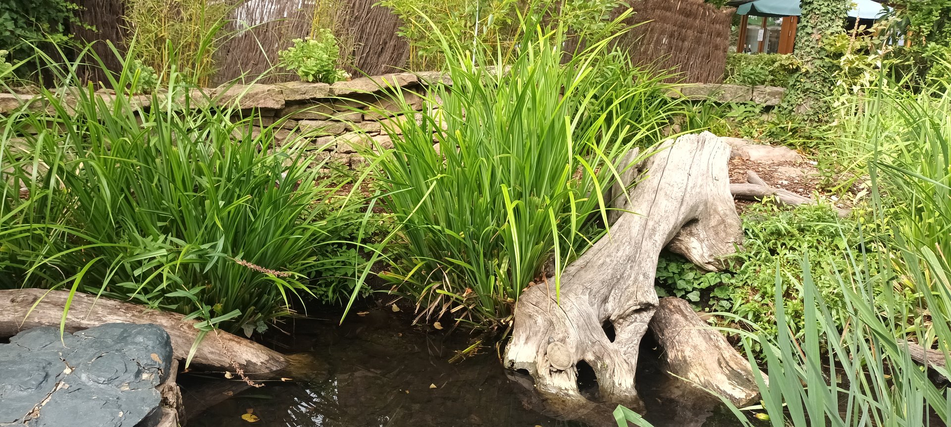 European and Mediteranean Pond Turtle Enclosure