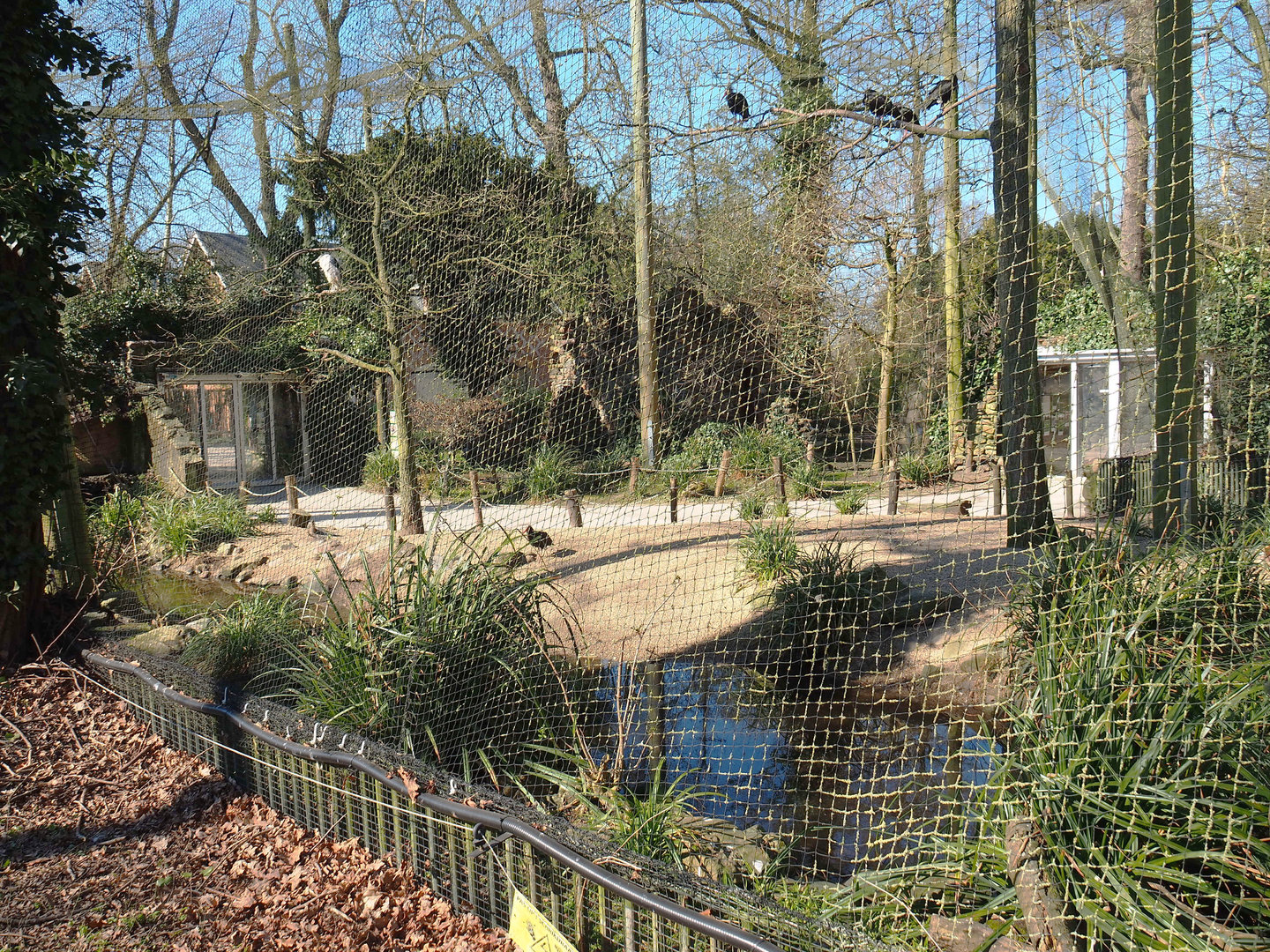 European aviary, 2022-03-08