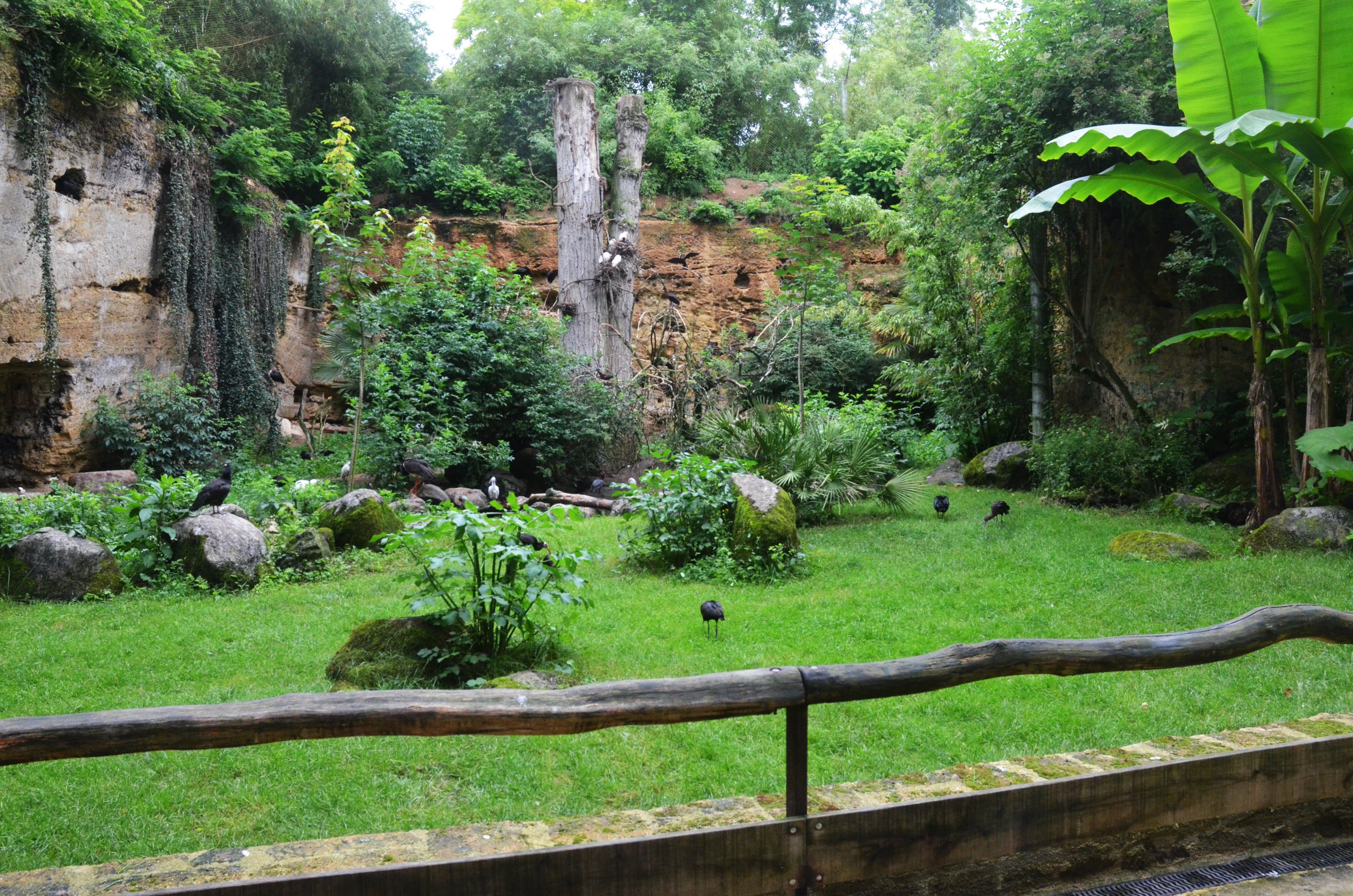 European Aviary at Doué-la-Fontaine, 15/06/18