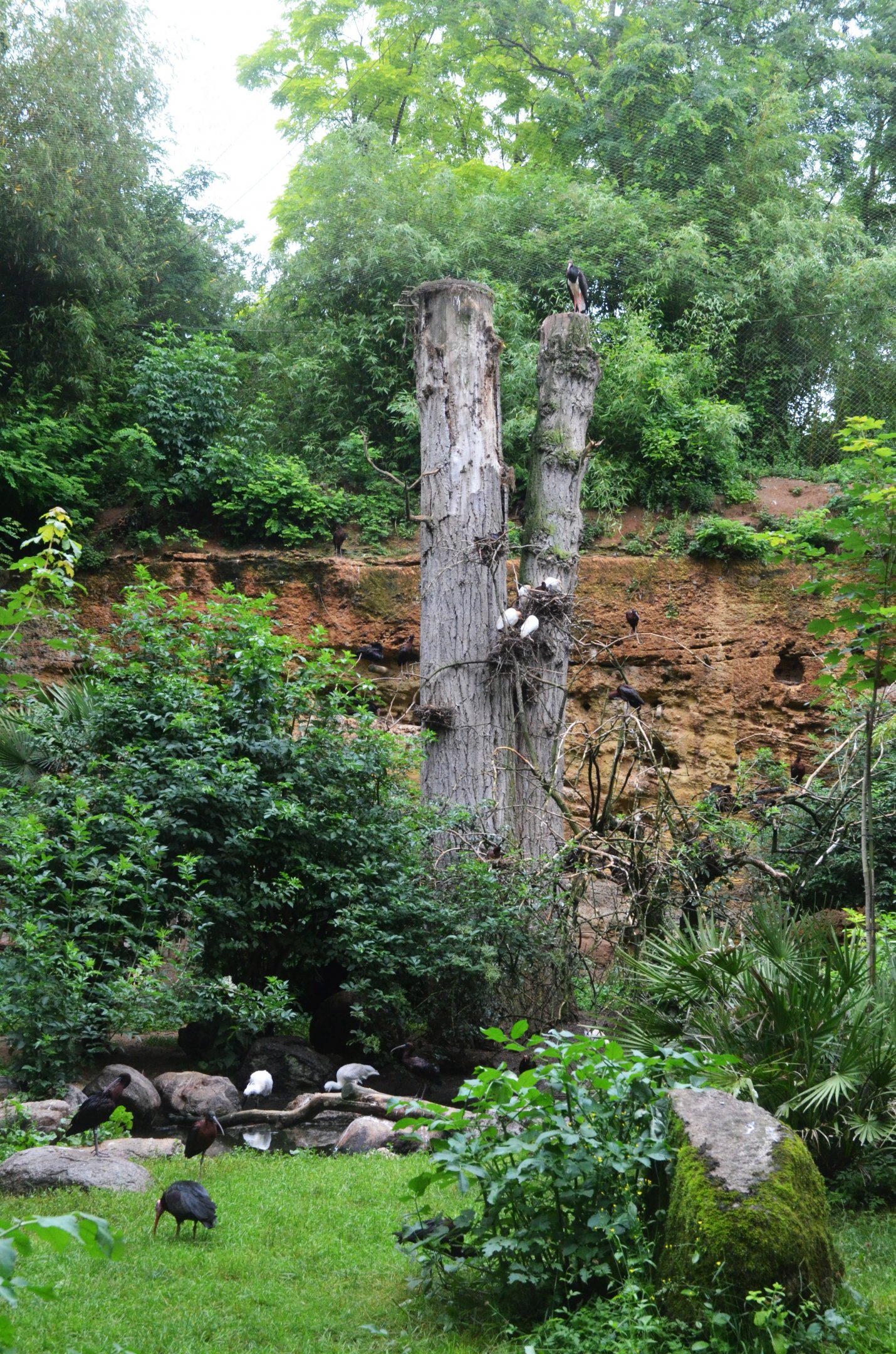European Aviary at Doué-la-Fontaine, 15/06/18