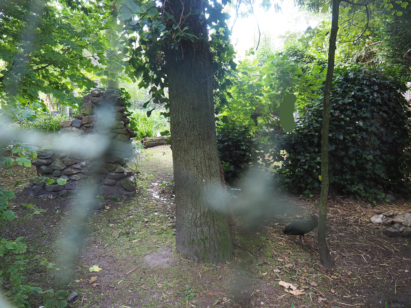 European aviary - Forested section with rock walls, 2022-07-03