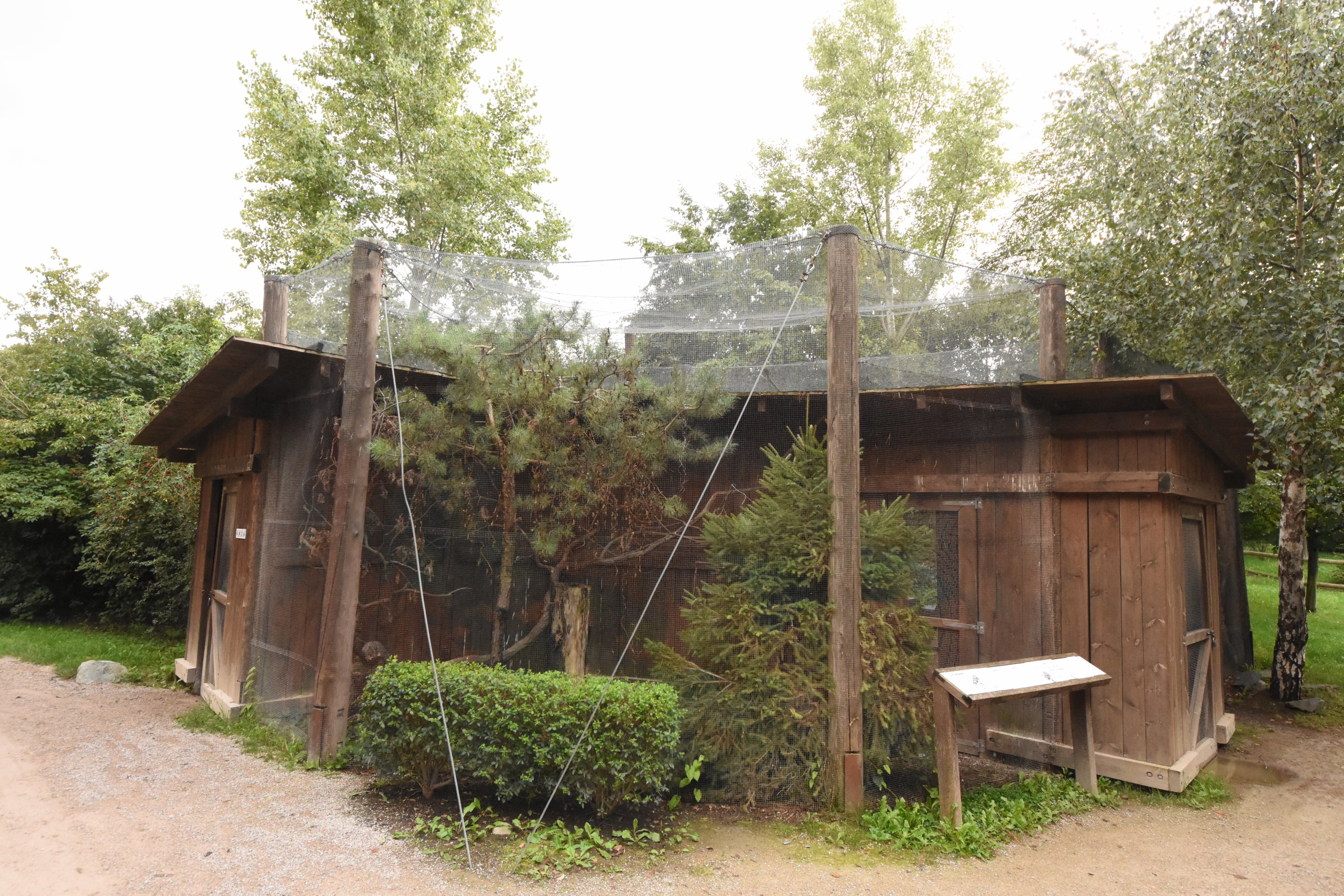 European aviary - Tengmalm's  owl