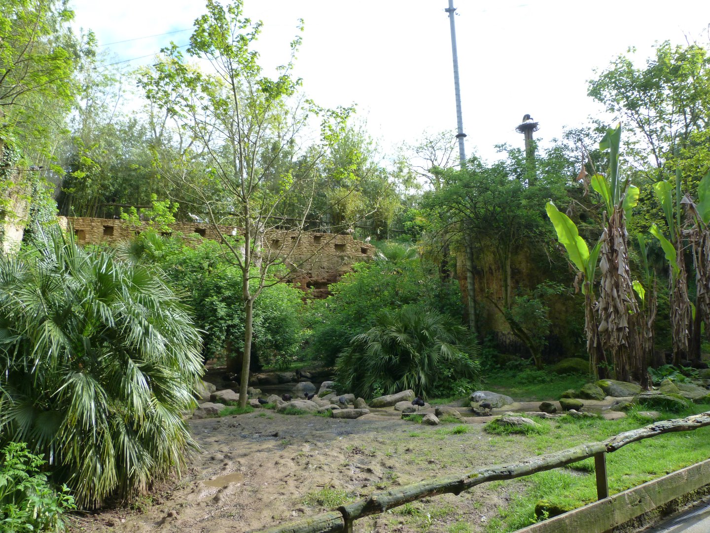 European aviary view -Bioparc de Doué la Fontaine (2025)
