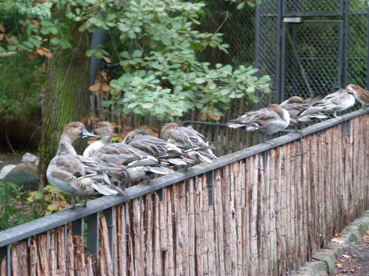European aviary view -Zoologischer Garten Berlin (2024)