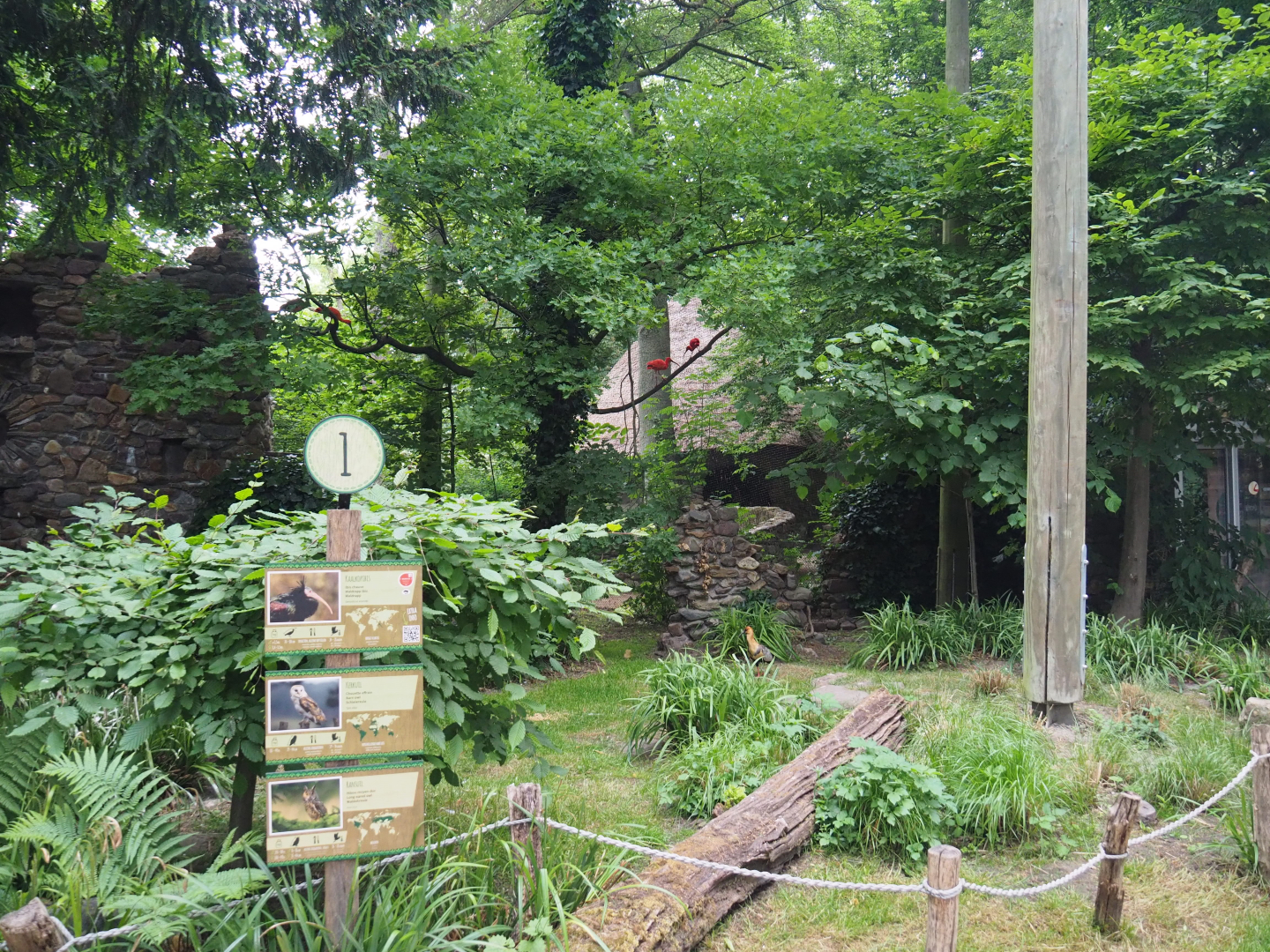 European aviary with waldrapp and owls, 2020-05-23