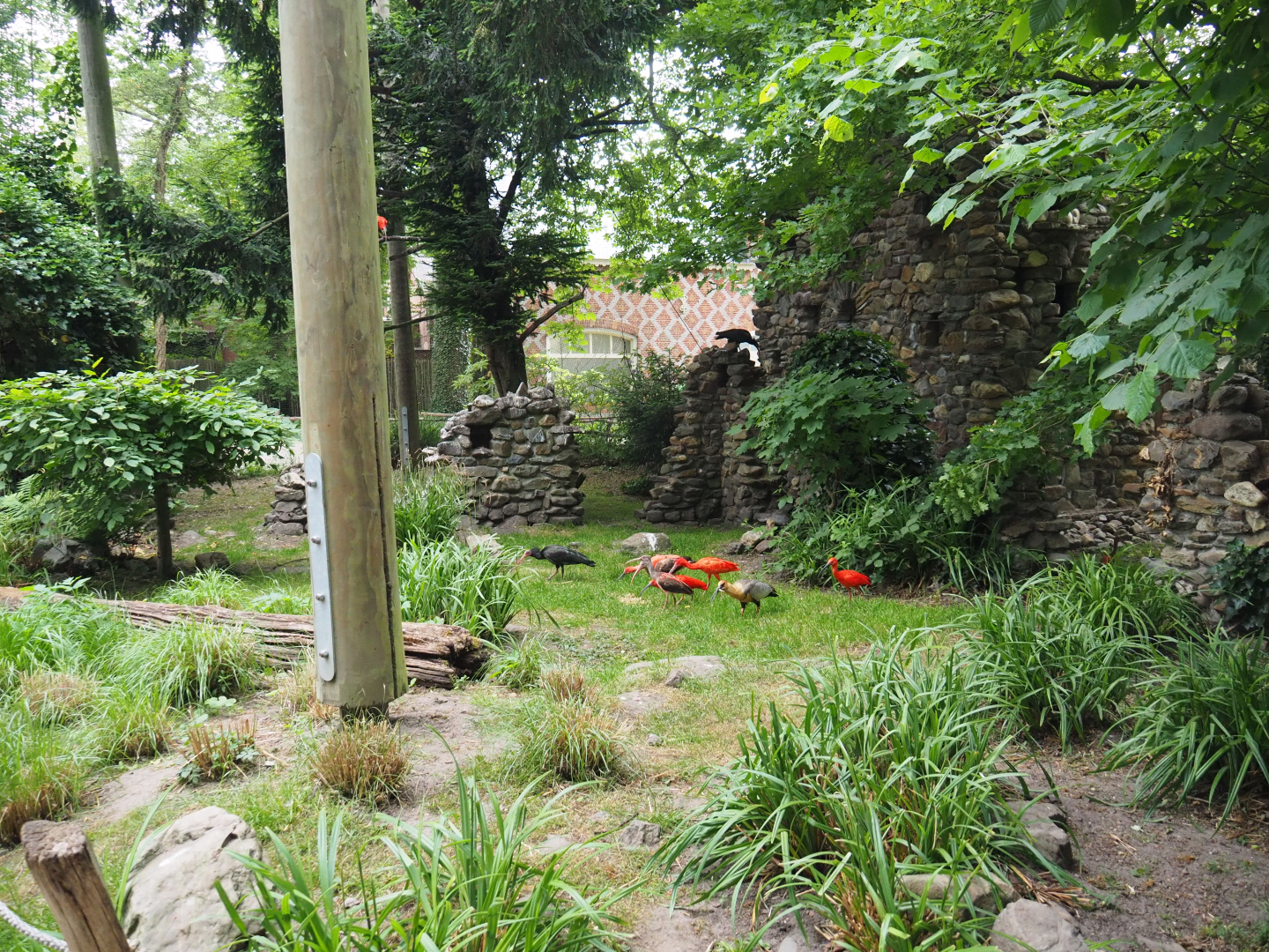 European aviary with waldrapp and owls, 2020-05-23