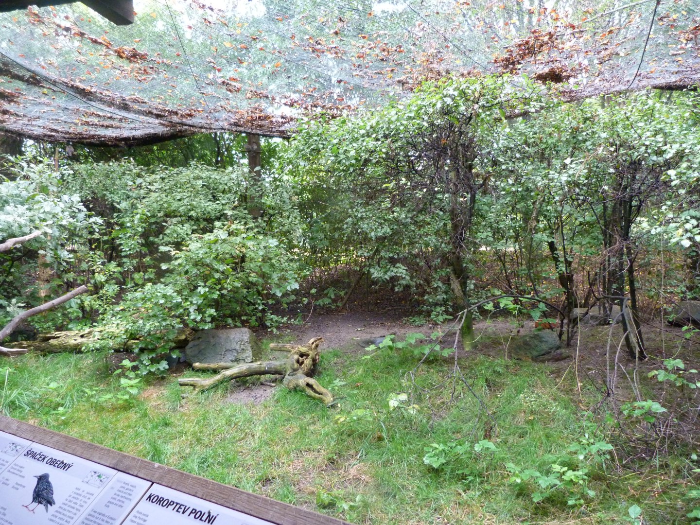 European aviary -Zoo Praha (2025)