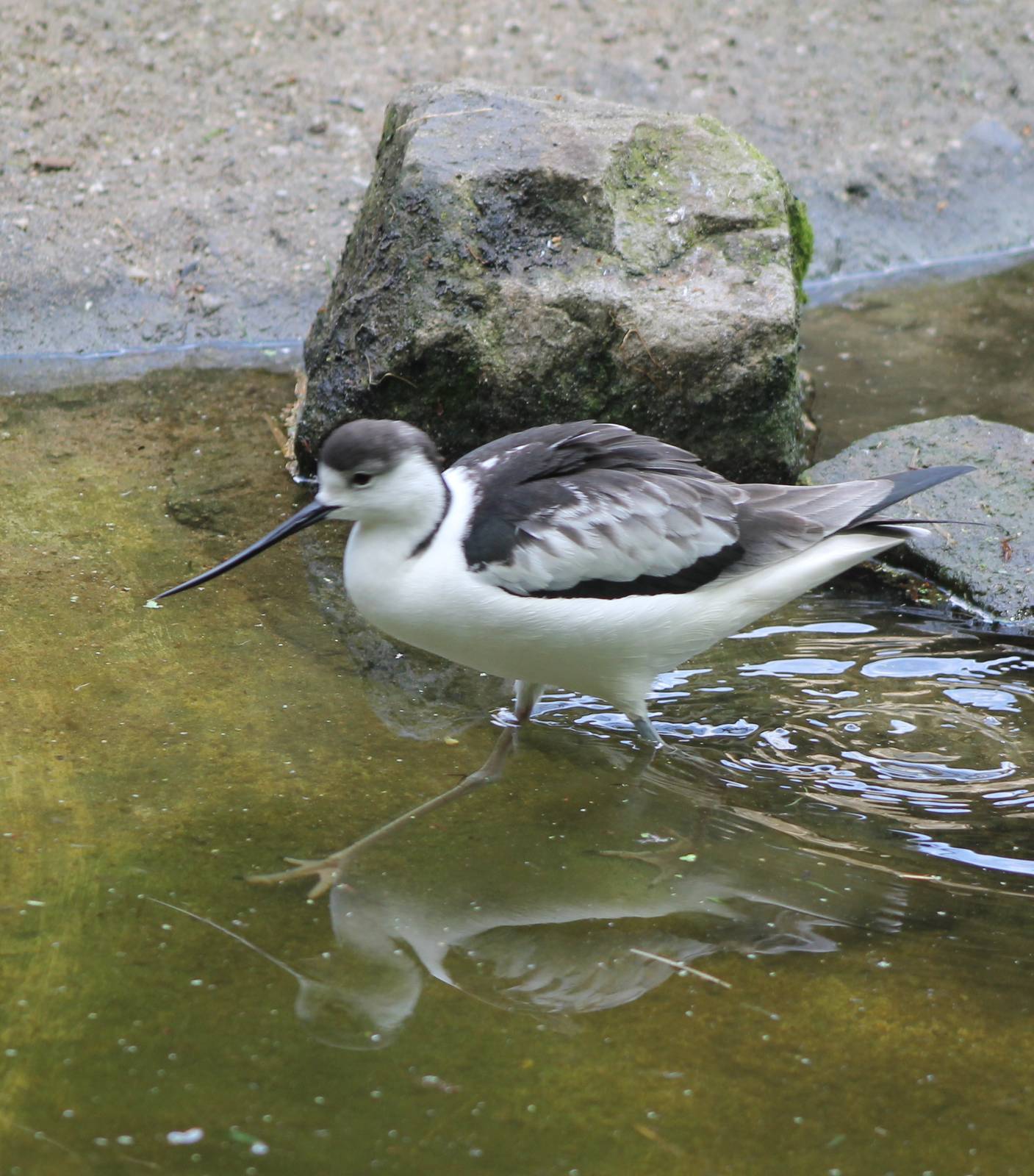 European avocet x Stilt hybrid