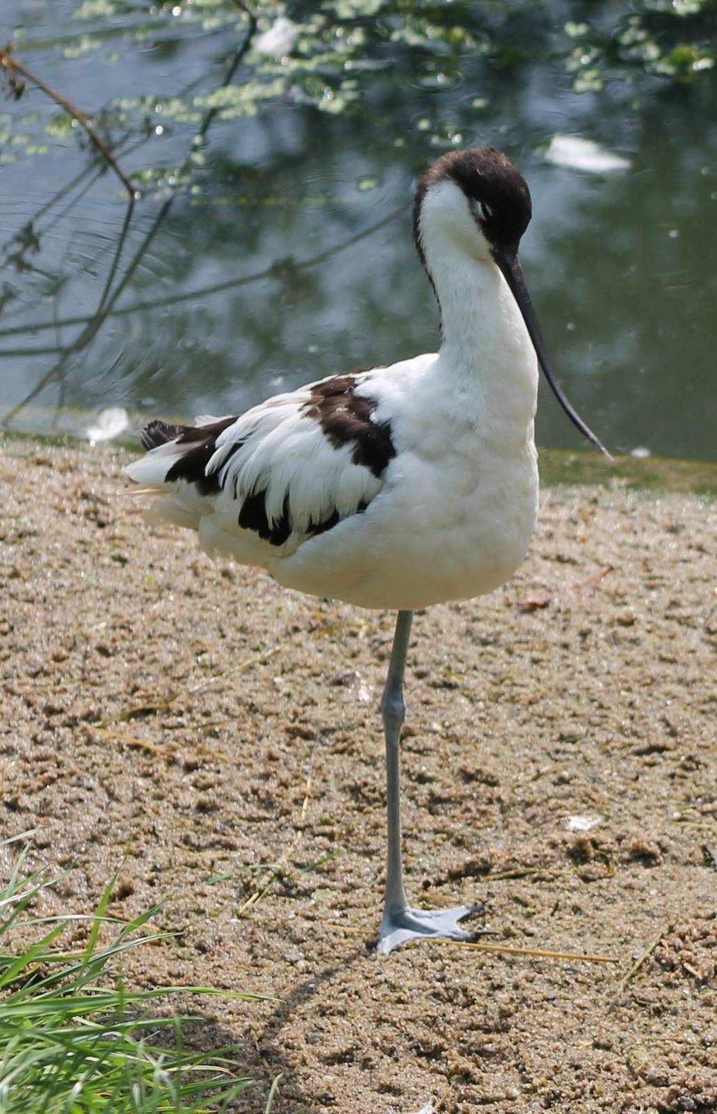 European avocet