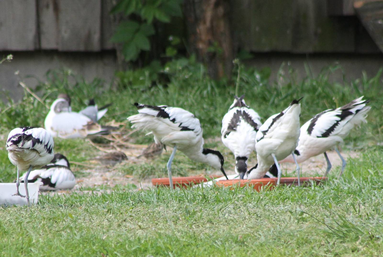 European avocets