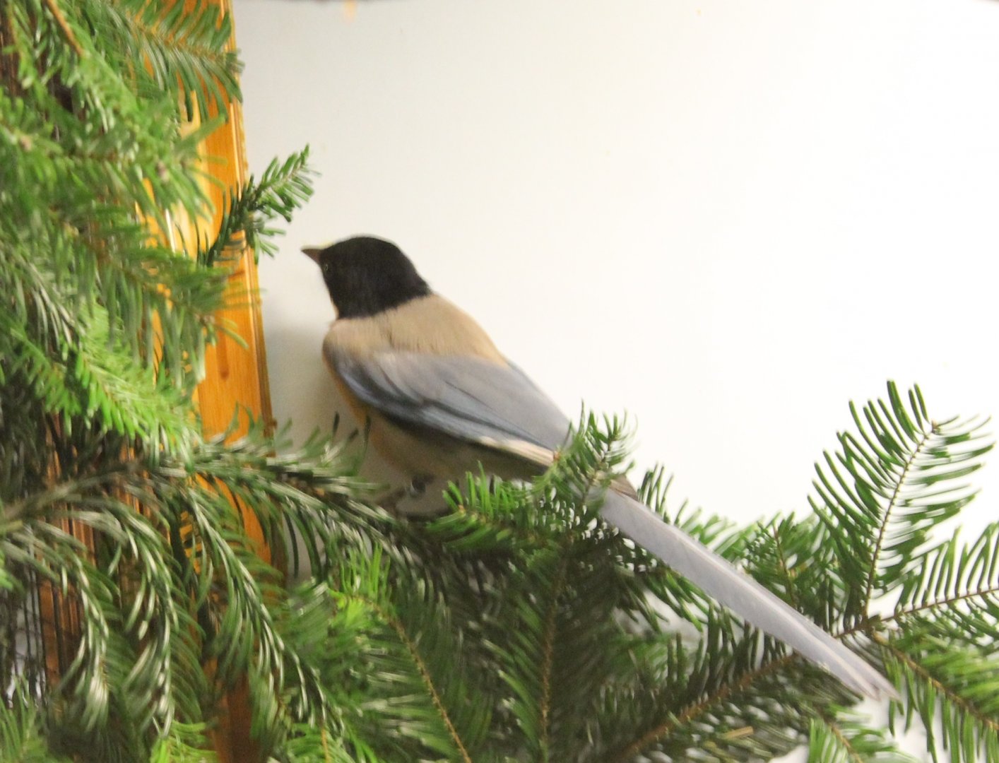 European Azure-winged Magpie