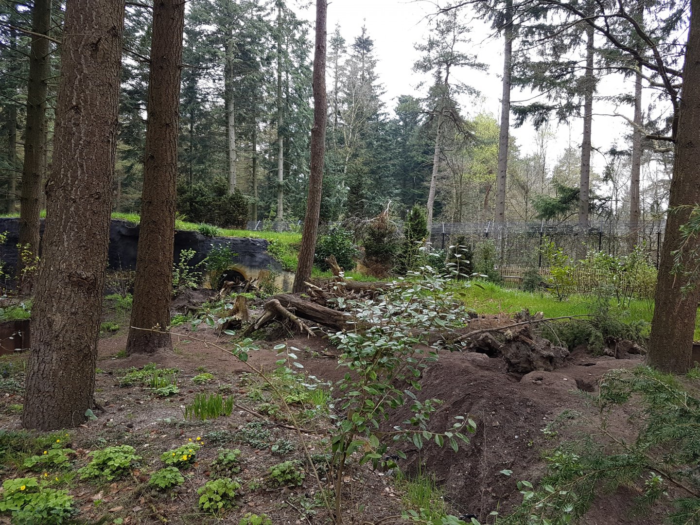 European badgar outdoor-enclosure