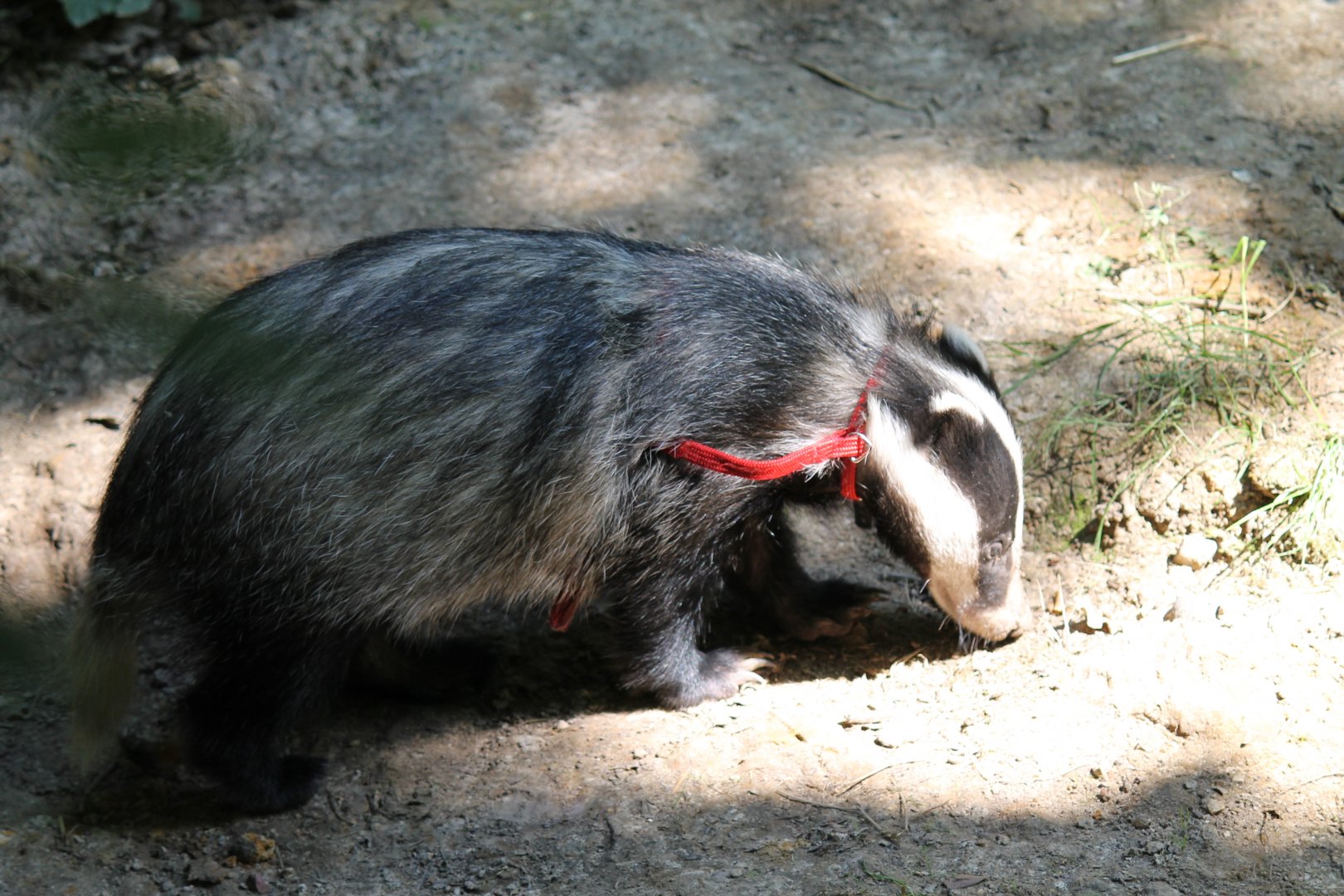 European Badger (2011)