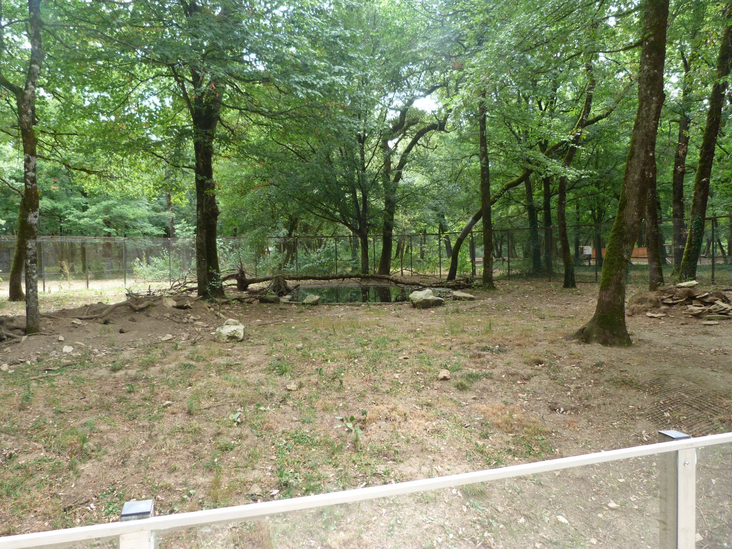 European badger and European red fox exhibit -Zoodyssée (2025)