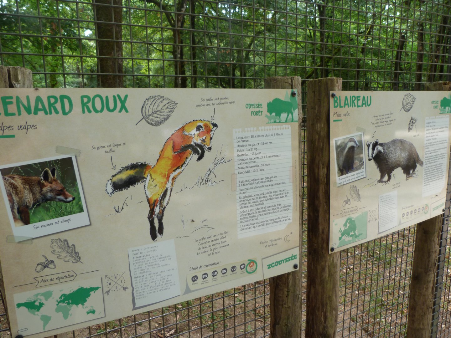 European badger and European red fox signs -Zoodyssée (2025)