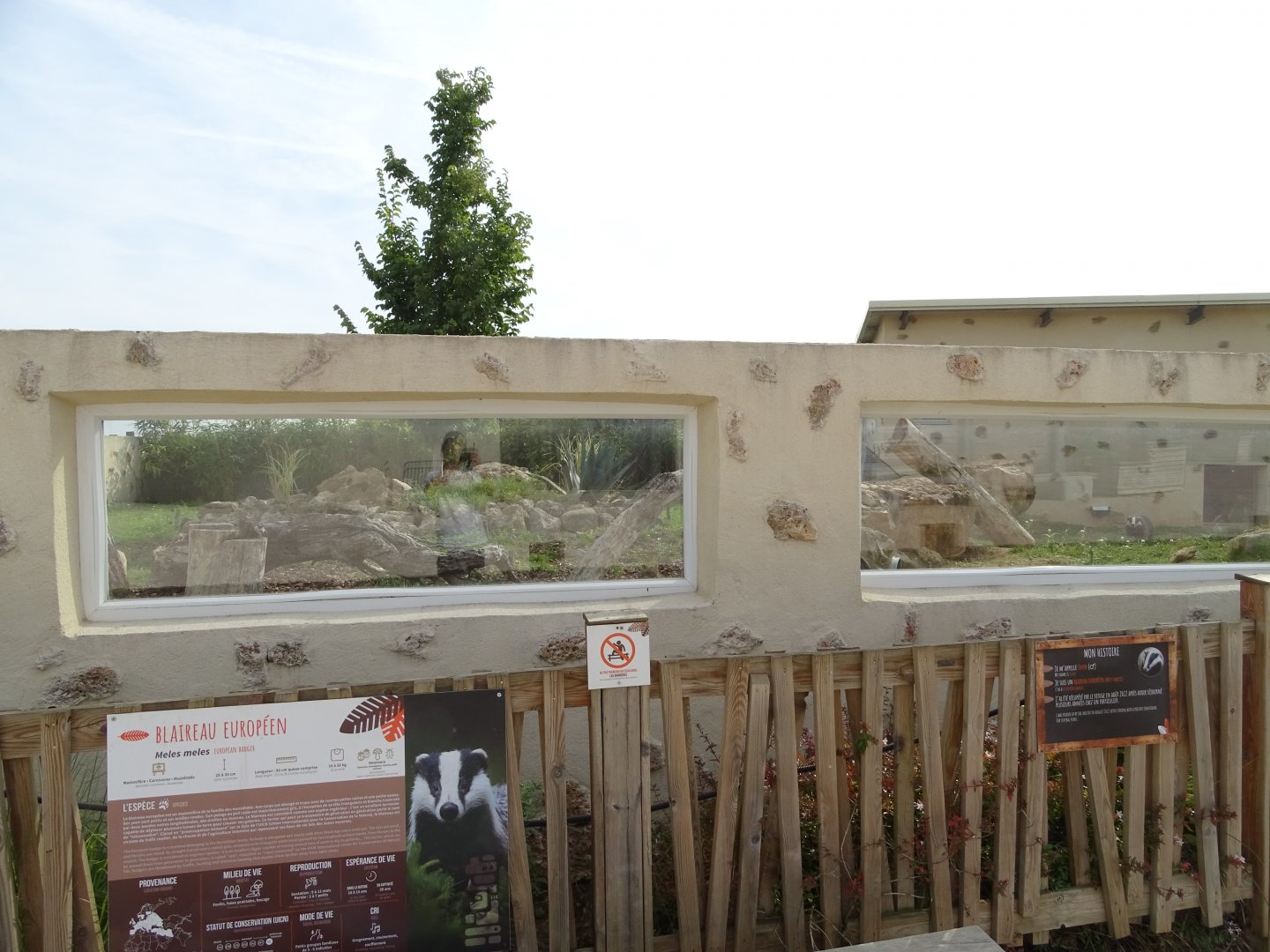 European badger and indian crested porcupine exhibit