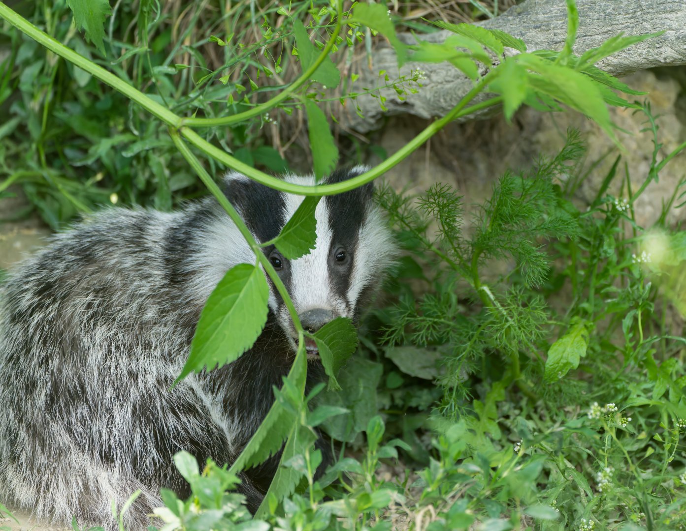 European badger cub, British wildlife centre, UK