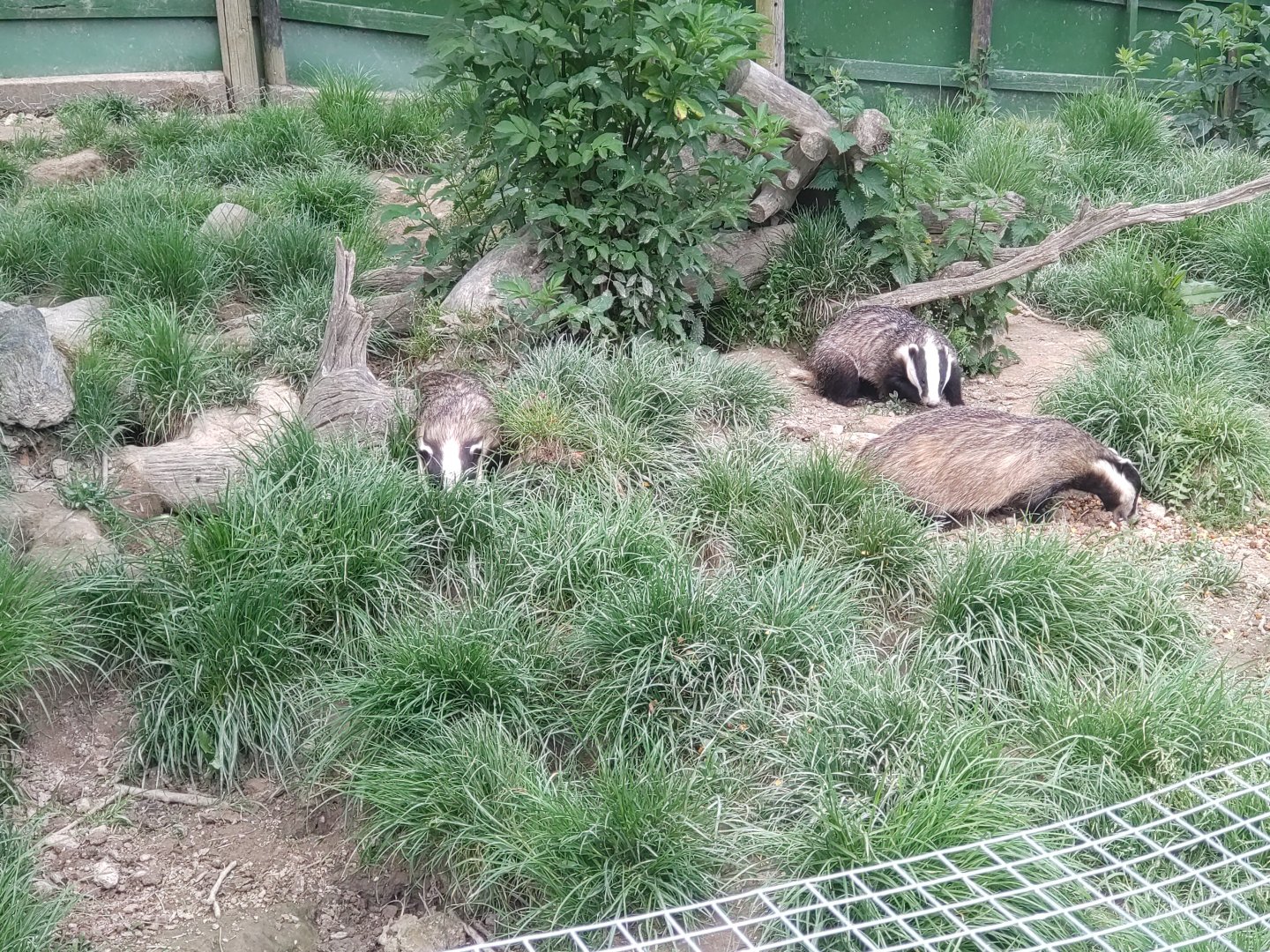 European Badger cubs May 2024