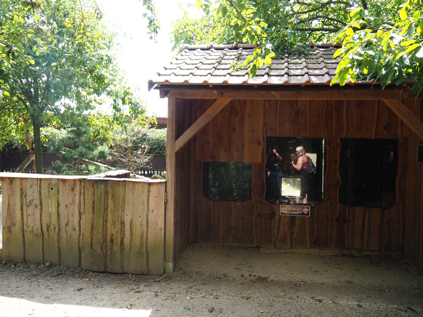 European badger den and viewing area