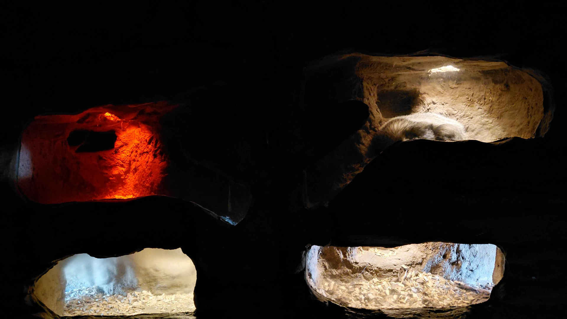 European badger dens