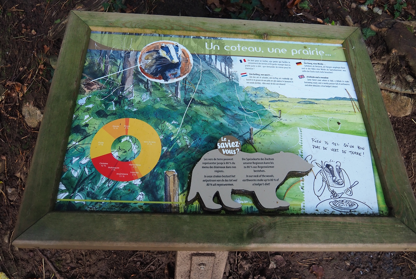 European badger ecology signage, 2023-09-26