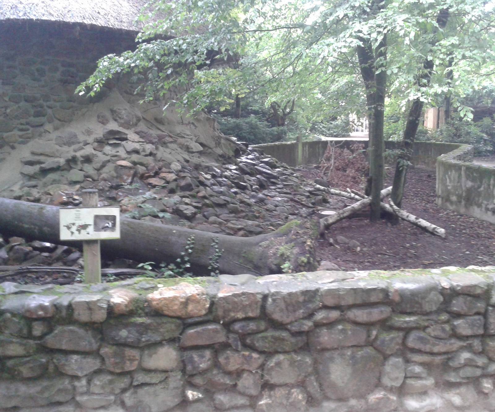 European badger enclosure