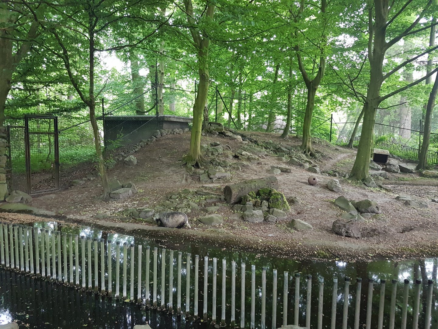 European badger-enclosure