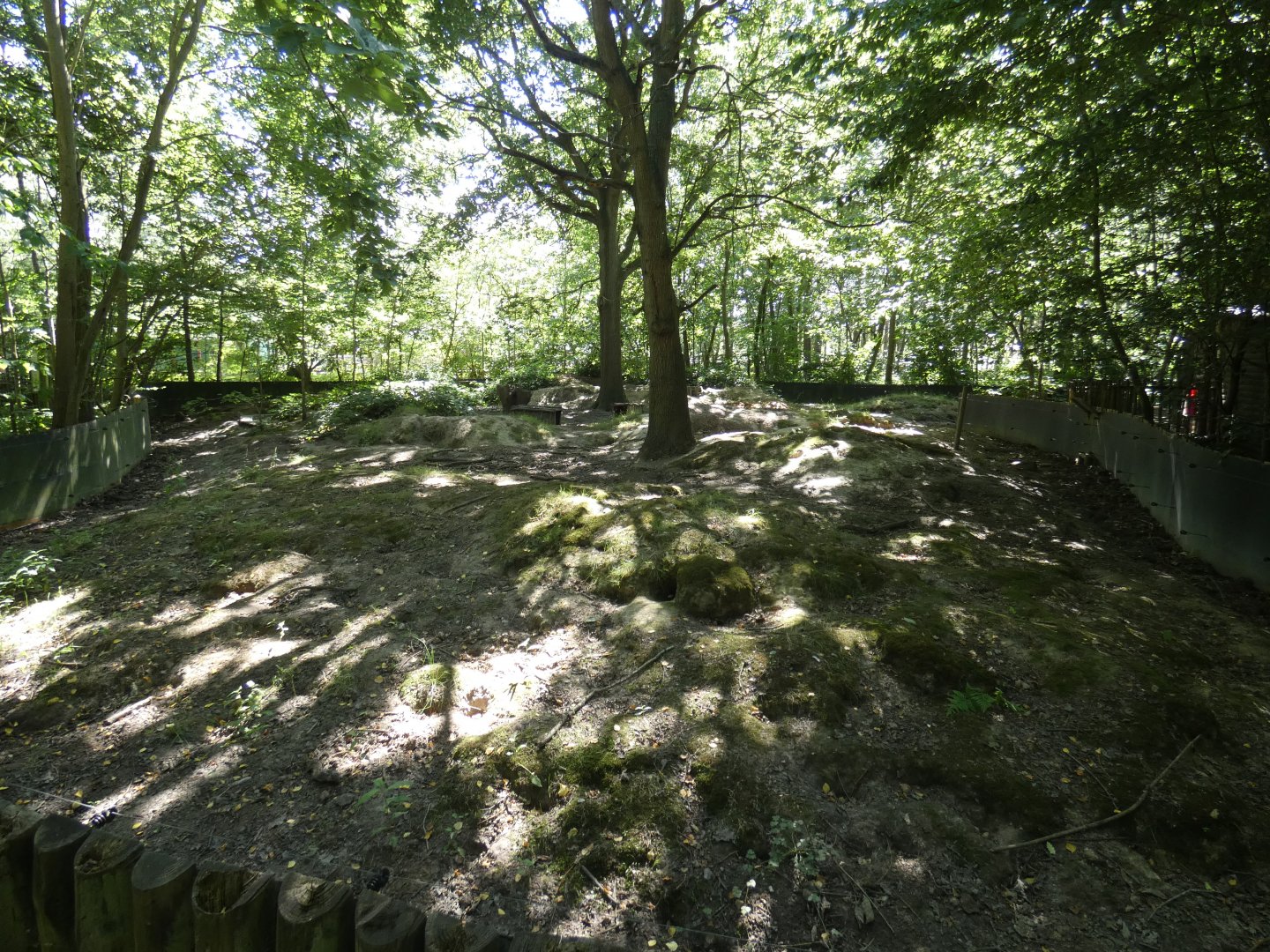 European Badger enclosure