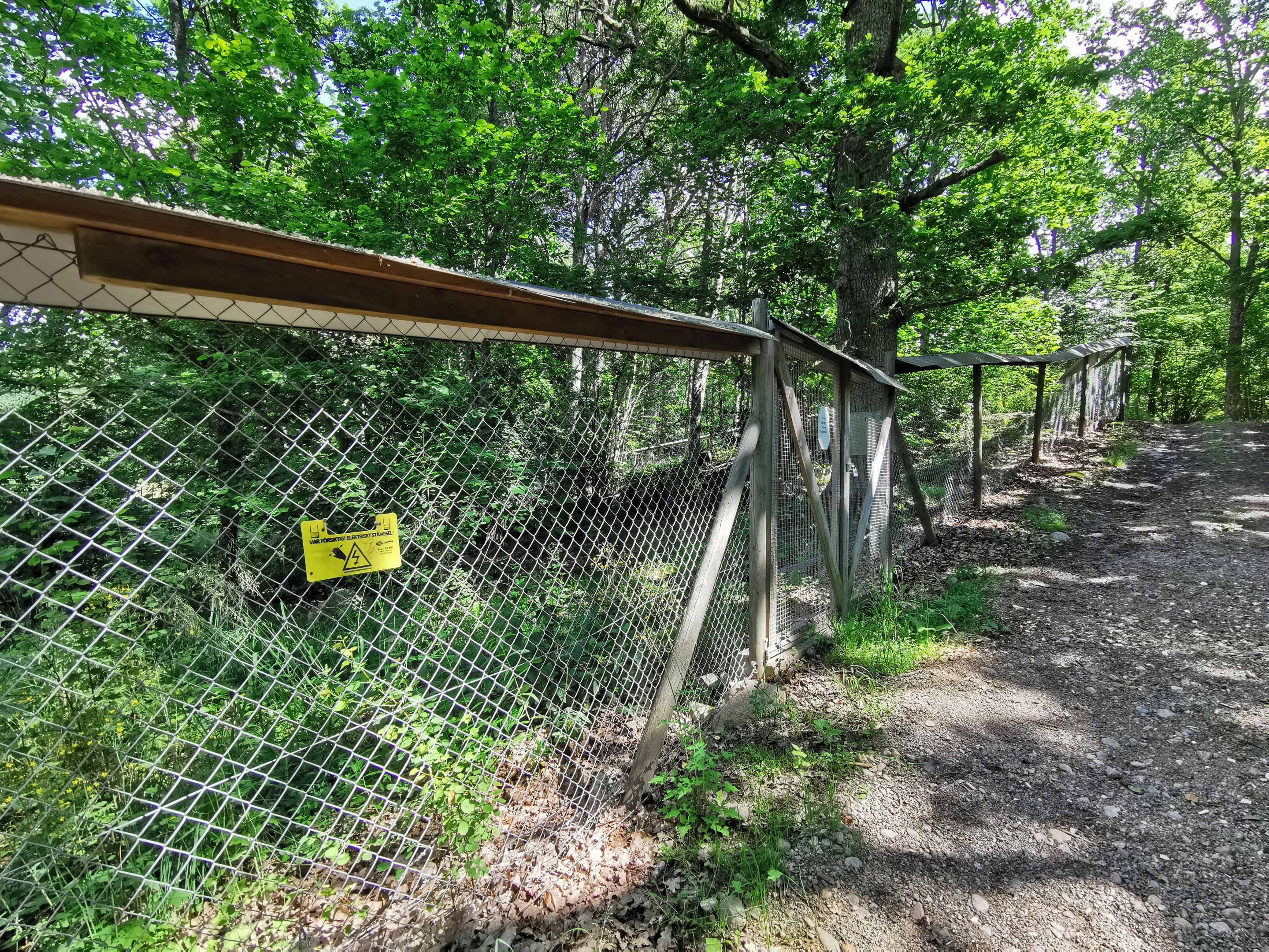 European badger enclosure