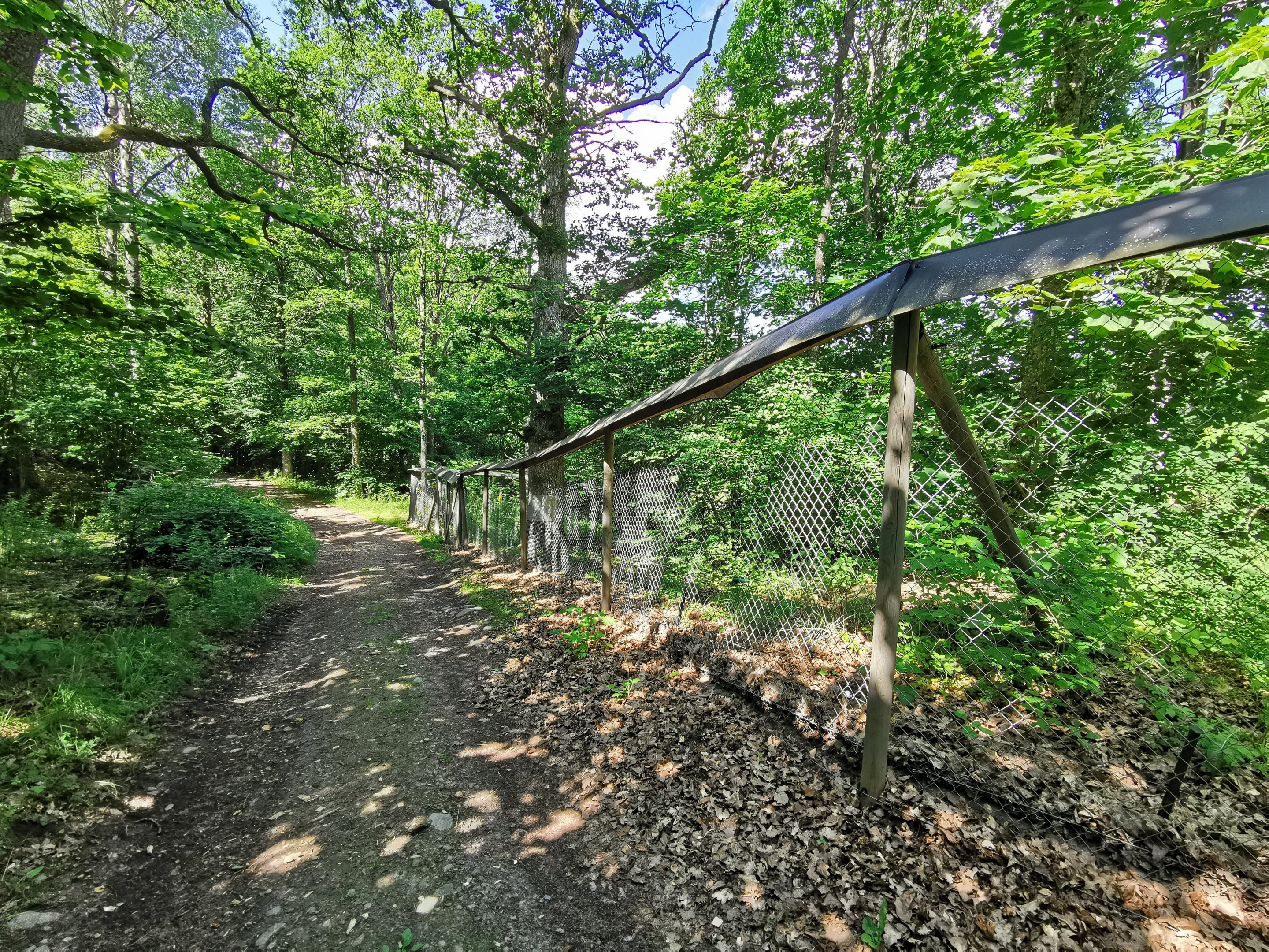 European badger enclosure