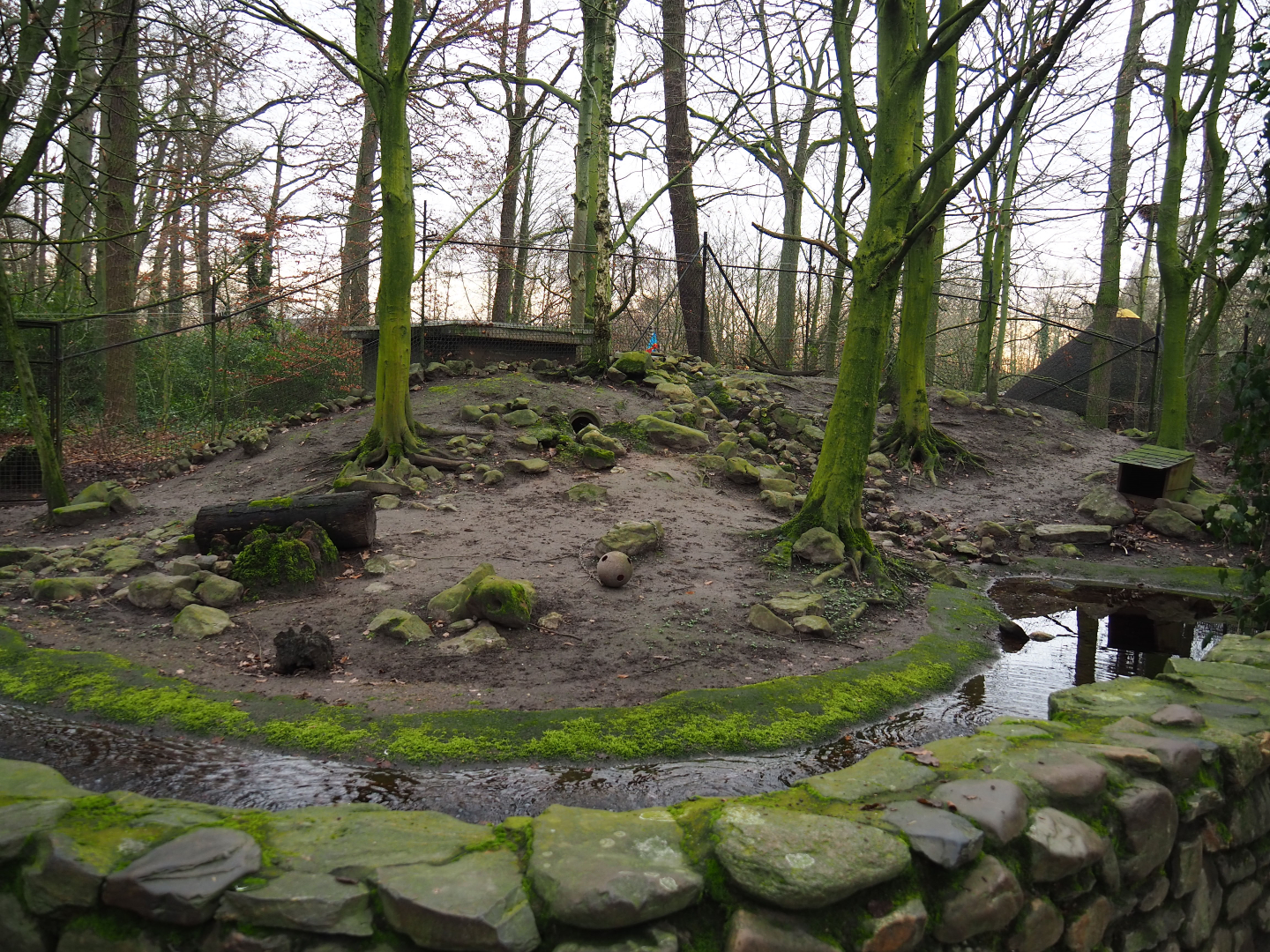 European badger exhibit, 2020-01-11