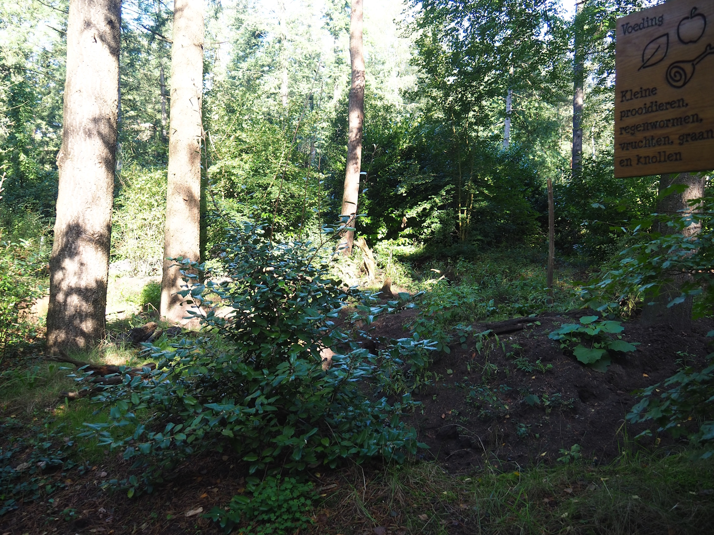 European badger exhibit, 2023-09-24