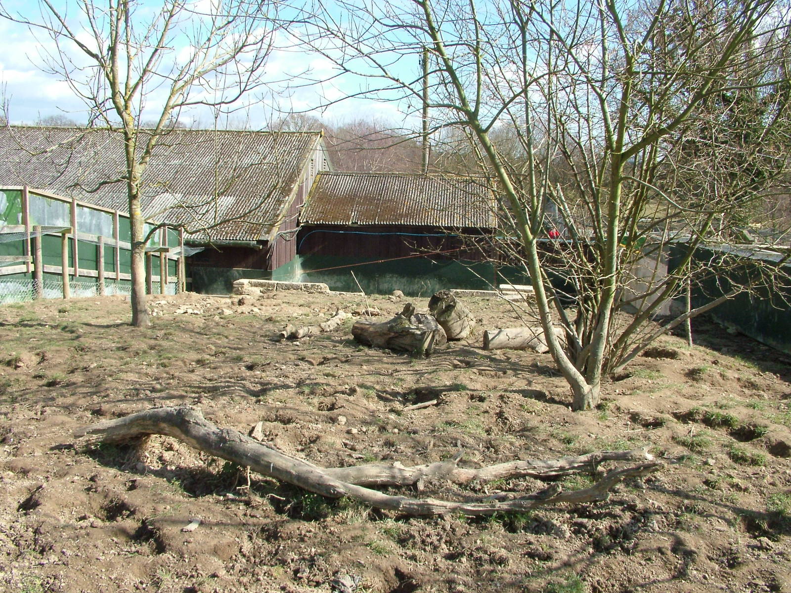 European Badger exhibit at the British Wildlife Centre 14/03/10