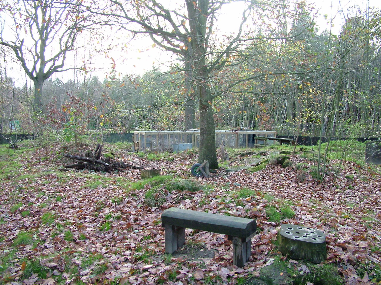 European Badger exhibit at Wildwood 28/11/09